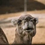 高級幹話產生器：將任何指控，昇華成無可反駁的藝術 科技人 AI, 能源, 邊緣運算, 雲端基礎設施, 頭條